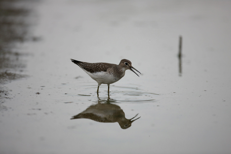 Full Size Image = 279 K