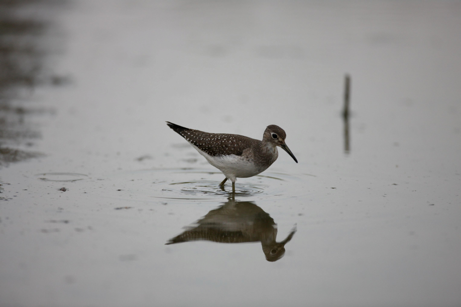 Full Size Image = 292 K