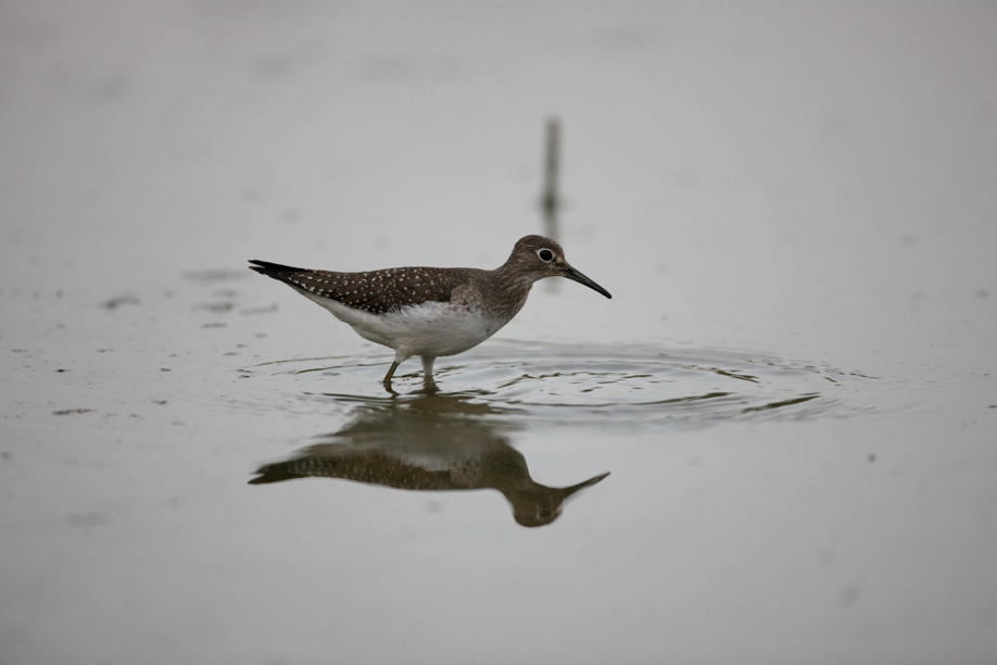 Full Size Image = 279 K