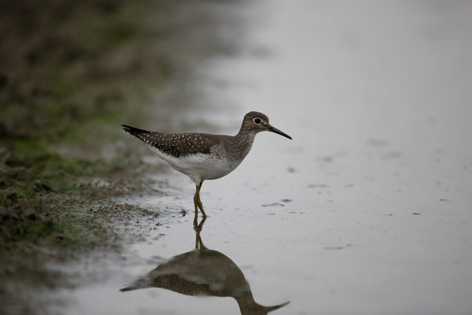 Full Size Image = 339 K