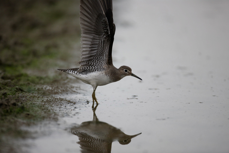 Full Size Image = 357 K