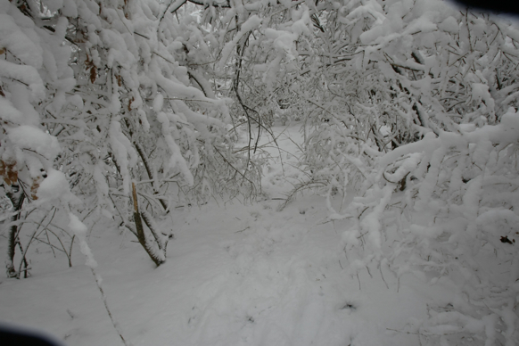 Full Size Image = 1475 K