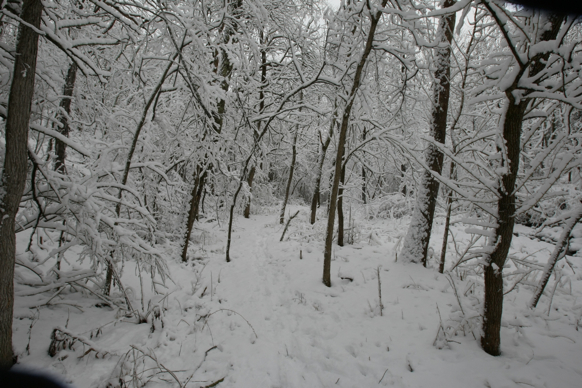 Full Size Image = 2258 K