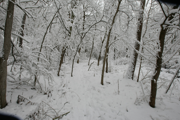 Full Size Image = 2229 K