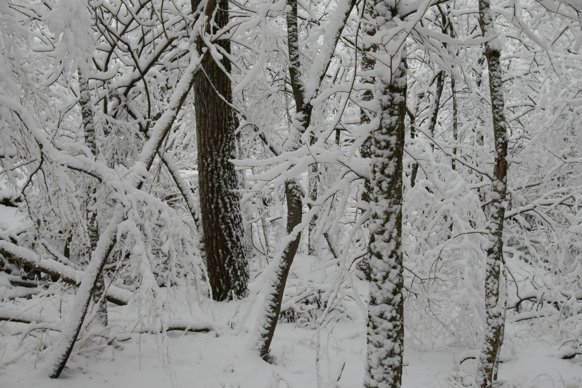 Full Size Image = 1969 K