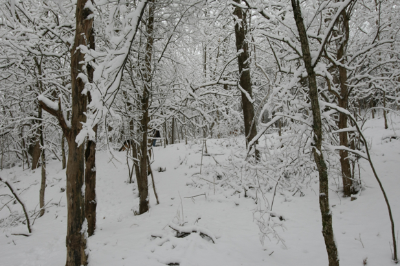 Full Size Image = 2157 K