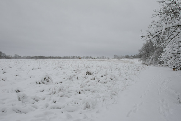 Full Size Image = 1186 K