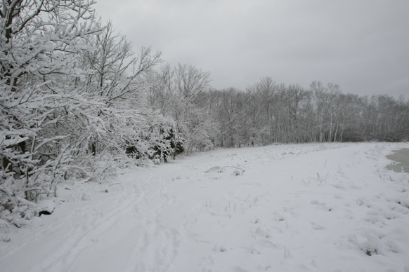 Full Size Image = 1575 K