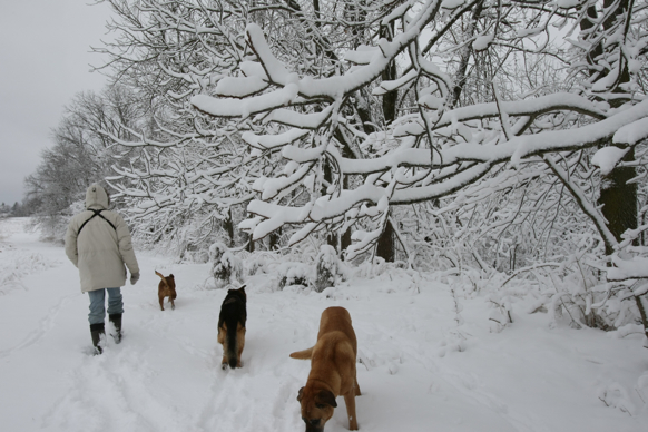 Full Size Image = 1923 K