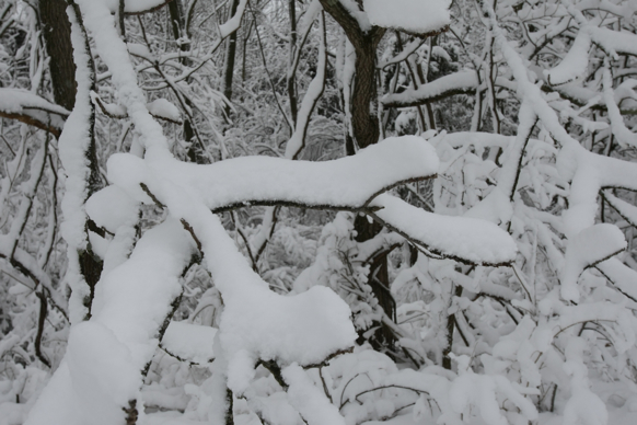 Full Size Image = 1427 K