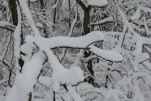 Full Size Image = 1433 K