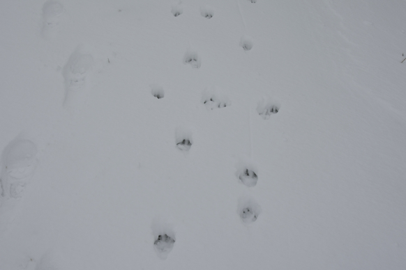 Full Size Image = 936 K