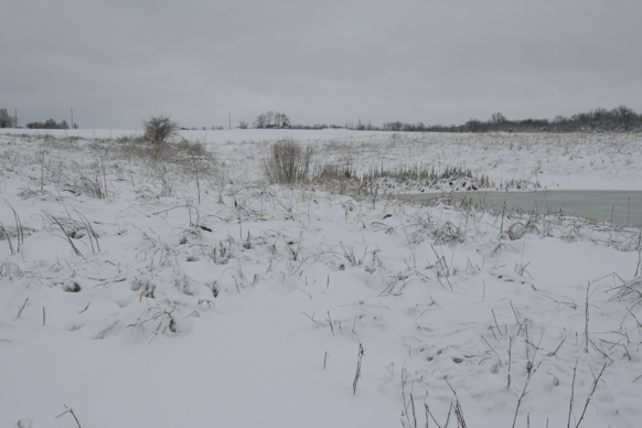 Full Size Image = 1339 K