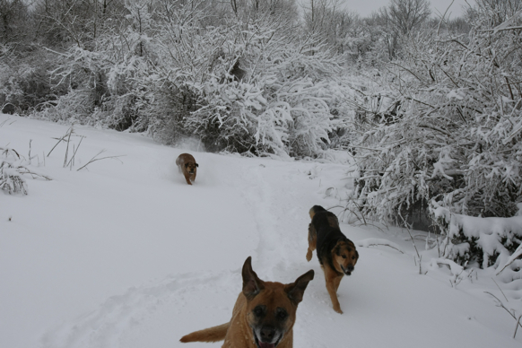 Full Size Image = 1915 K