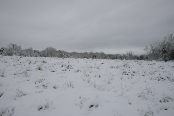 Full Size Image = 1125 K