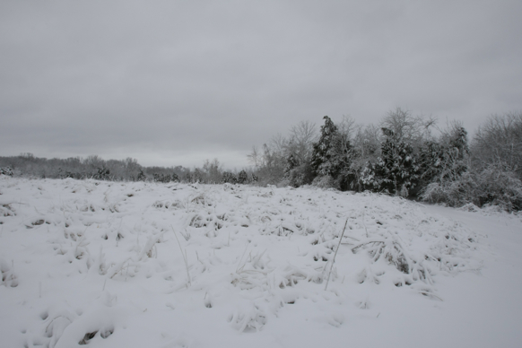 Full Size Image = 1121 K