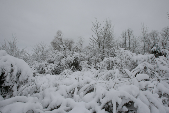 Full Size Image = 1613 K