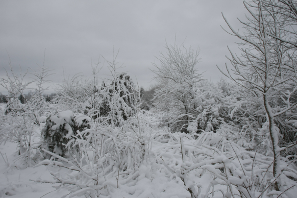 Full Size Image = 1719 K