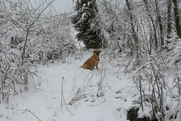 Full Size Image = 2461 K