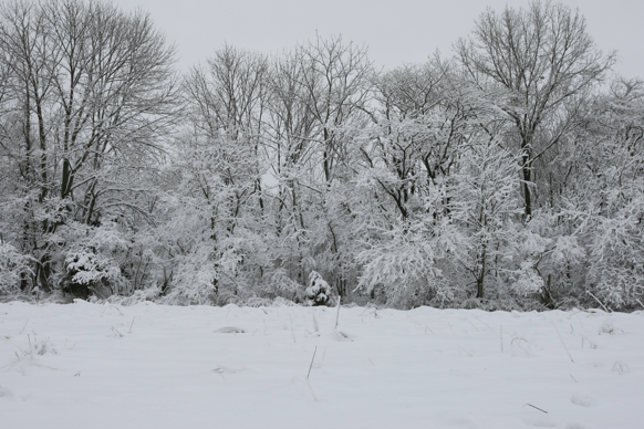 Full Size Image = 2403 K