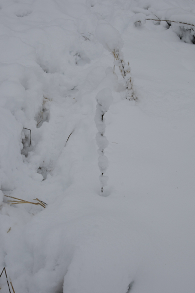 Full Size Image = 772 K