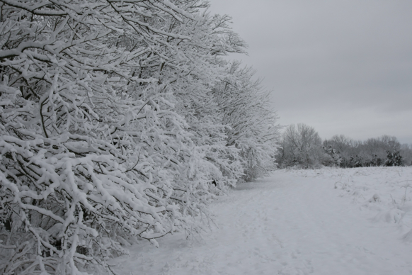 Full Size Image = 1653 K