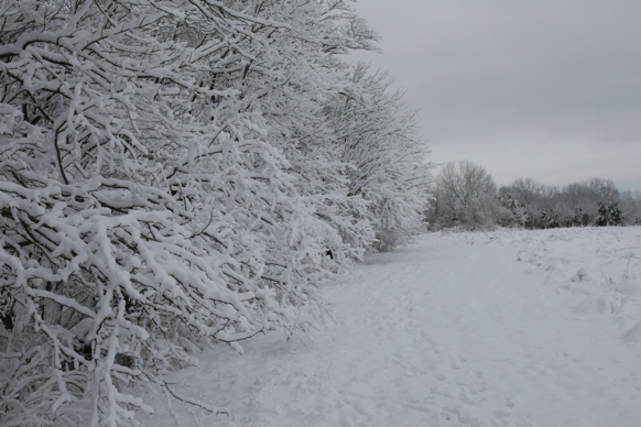 Full Size Image = 1711 K