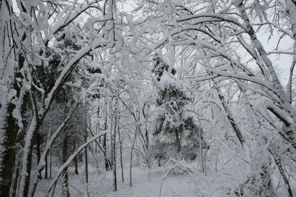 Full Size Image = 2348 K