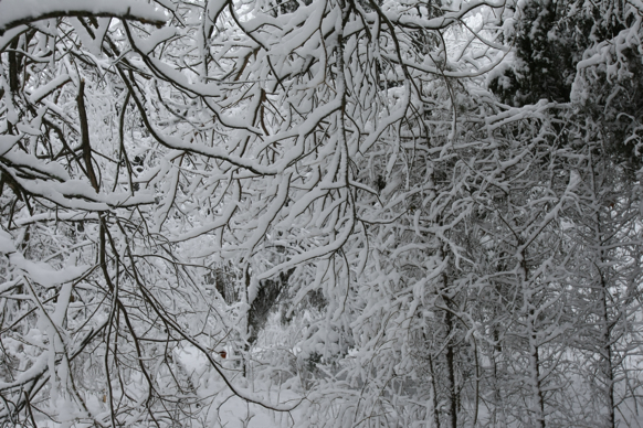 Full Size Image = 2538 K