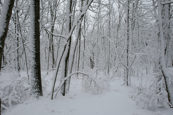 Full Size Image = 2194 K