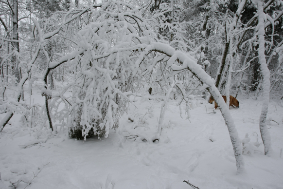 Full Size Image = 1718 K