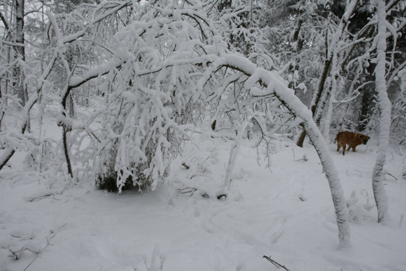 Full Size Image = 1642 K