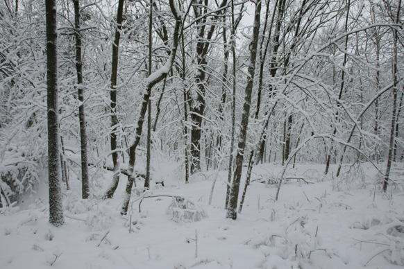 Full Size Image = 2452 K