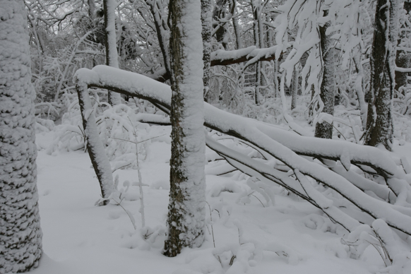 Full Size Image = 1656 K