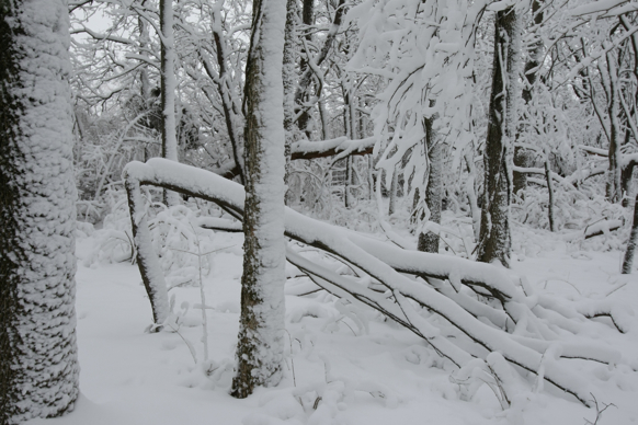 Full Size Image = 1807 K