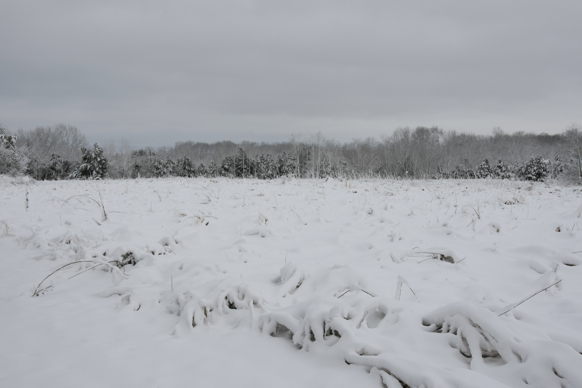 Full Size Image = 1128 K