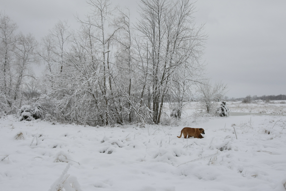 Full Size Image = 1789 K