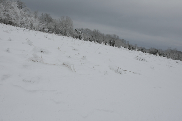 Full Size Image = 1020 K