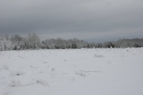 Full Size Image = 1030 K