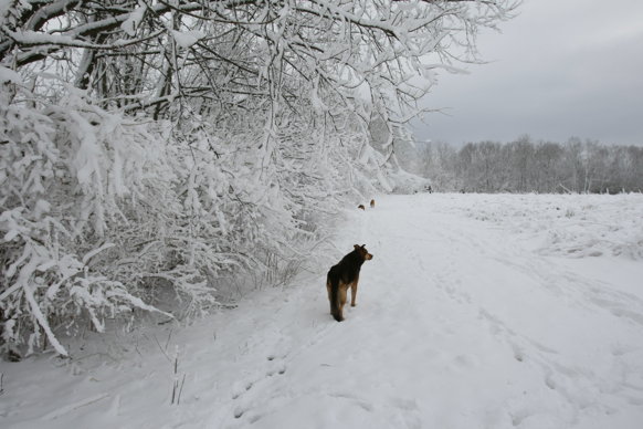 Full Size Image = 1660 K