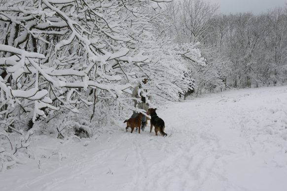 Full Size Image = 1837 K