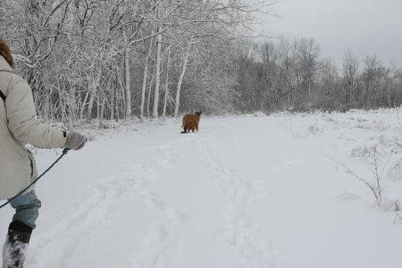 Full Size Image = 1736 K