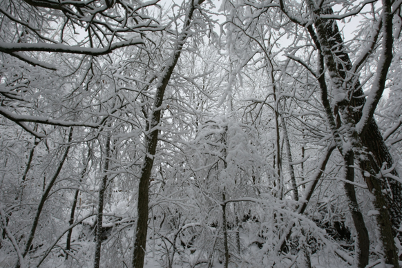 Full Size Image = 2657 K