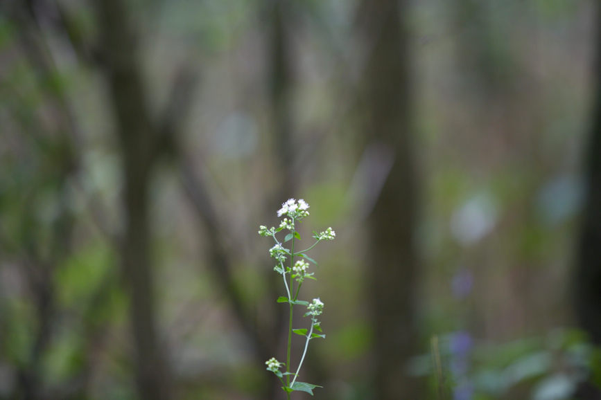 Full Size Image = 661 K