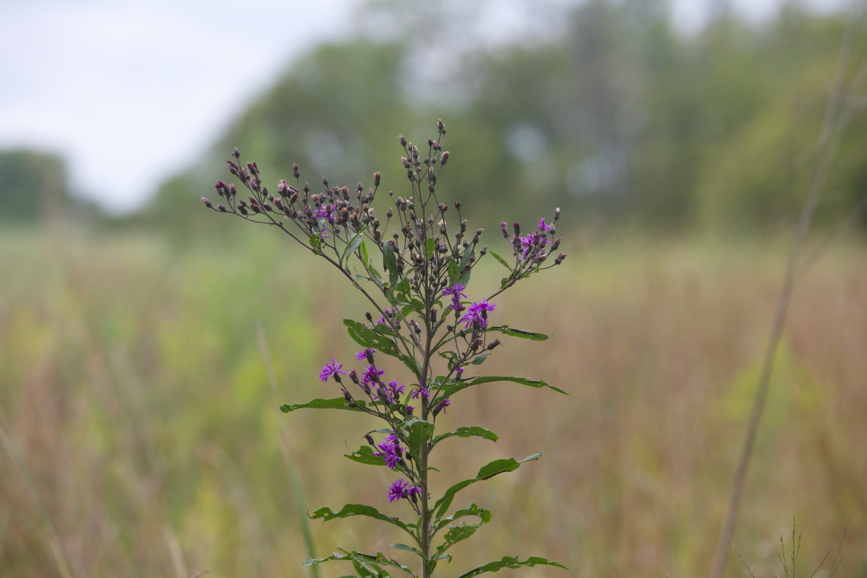 Full Size Image = 621 K