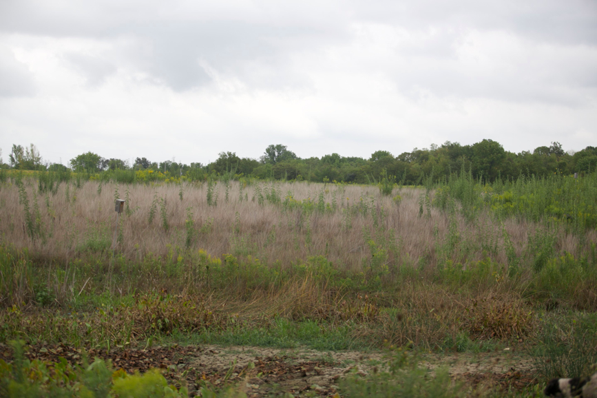 Full Size Image = 694 K