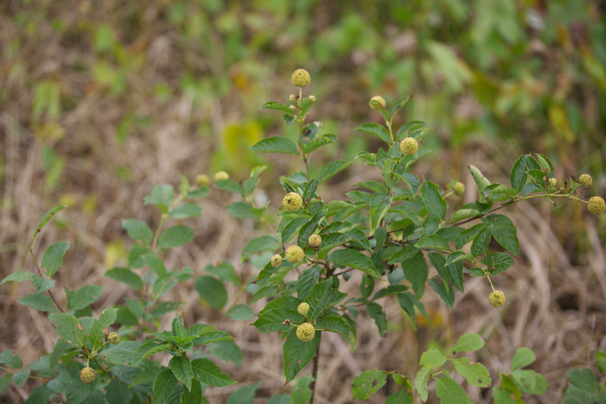 Full Size Image = 484 K