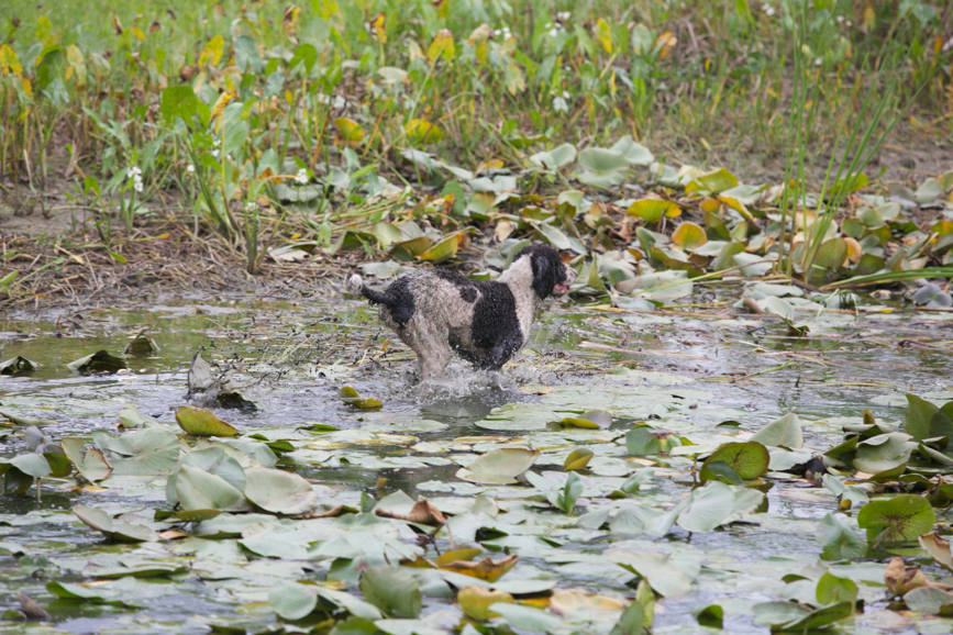 Full Size Image = 898 K