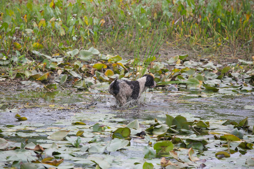 Full Size Image = 945 K