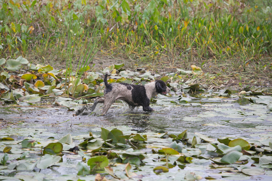 Full Size Image = 955 K